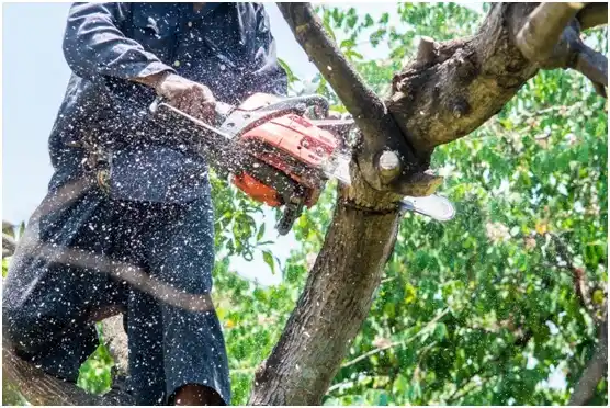 tree services Omak